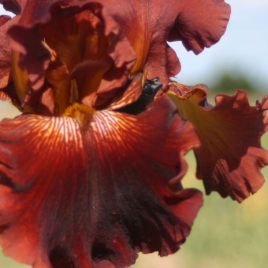 Iris germanica Play with Fire - Iris des Jardins.