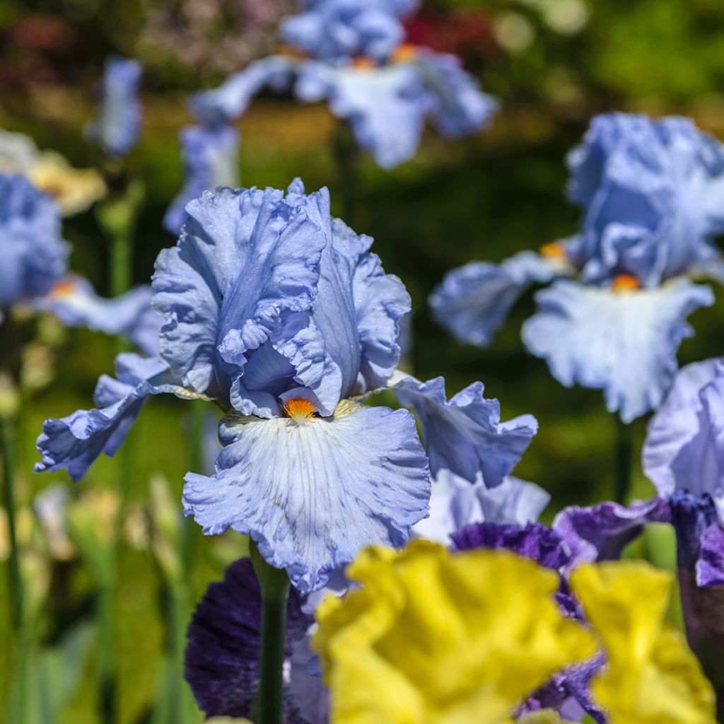 Iris germanica Princesse Caroline de Monaco - Iris des Jardins