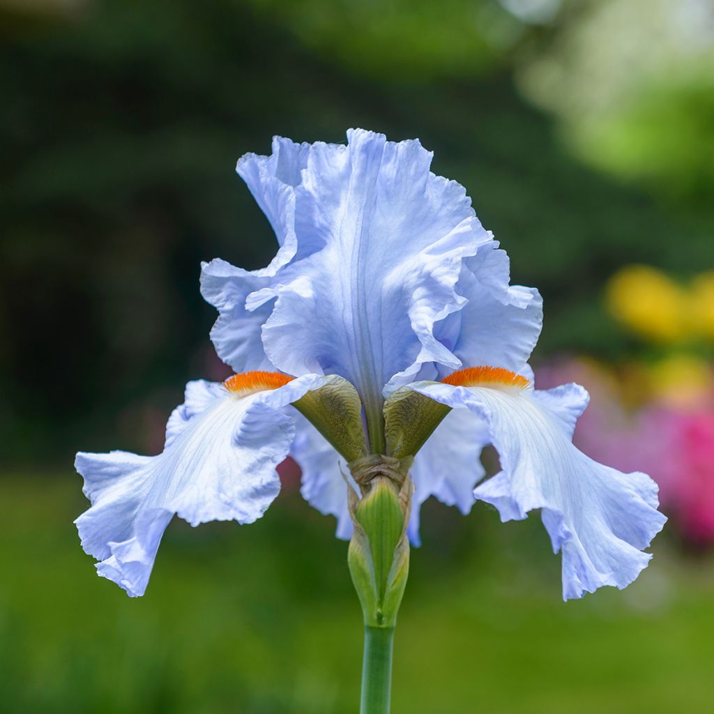 Iris germanica Princesse Caroline de Monaco - Iris des Jardins