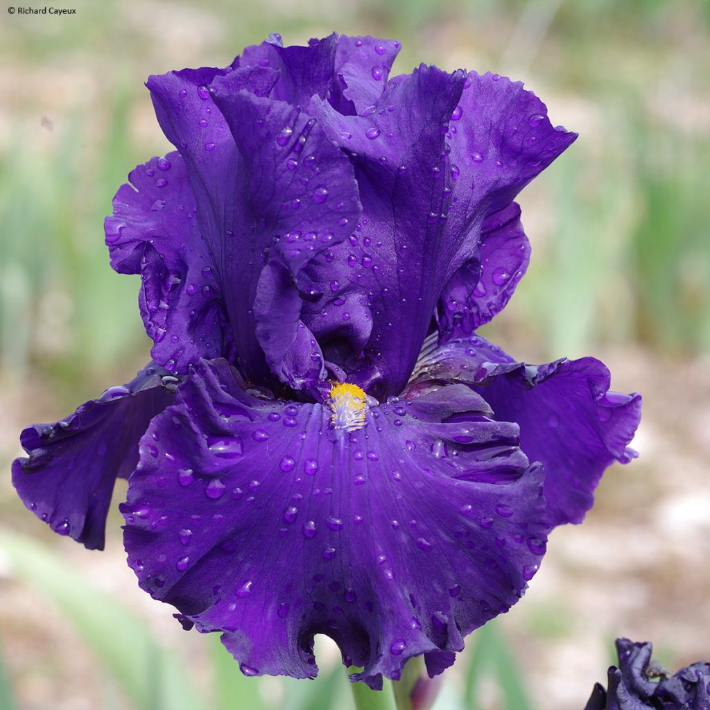 Iris germanica Profond Soupir - Grand Iris des Jardins