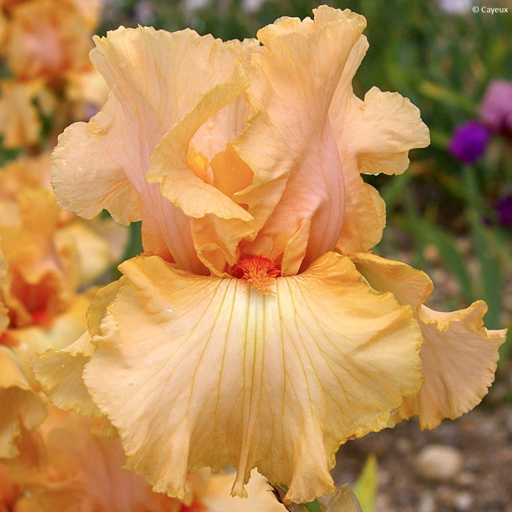 Iris germanica Qualified - Iris des Jardins