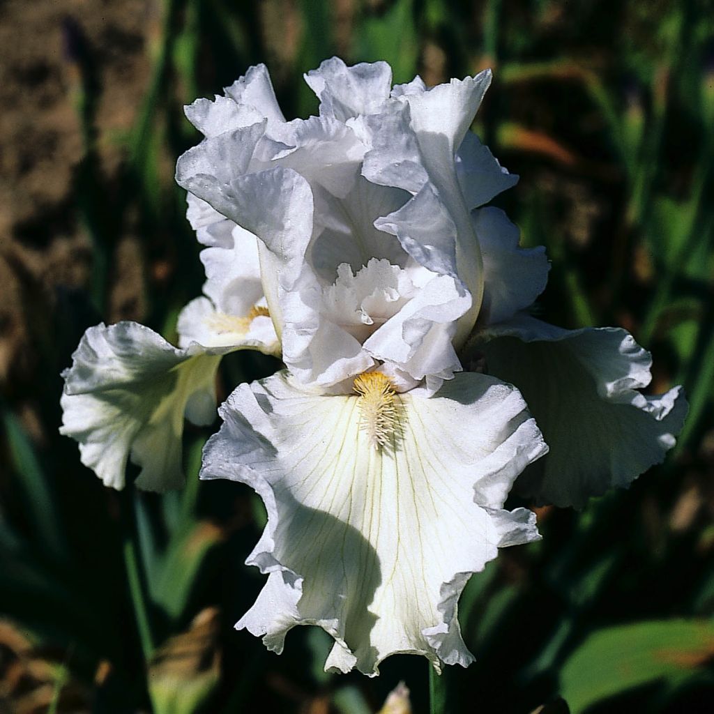 Iris germanica Ré la Blanche - Iris des Jardins blanc-bleuté devenant blanc,  très florifère, au modelé remarquable.