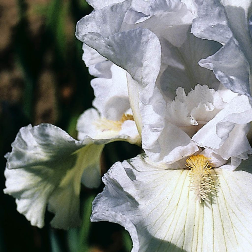 Iris germanica Ré la Blanche - Iris des Jardins