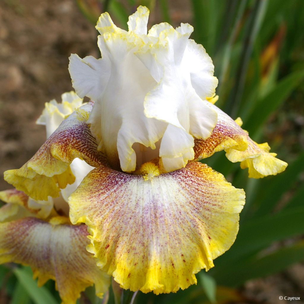 Iris germanica Ring Around Rosie - Iris des Jardins