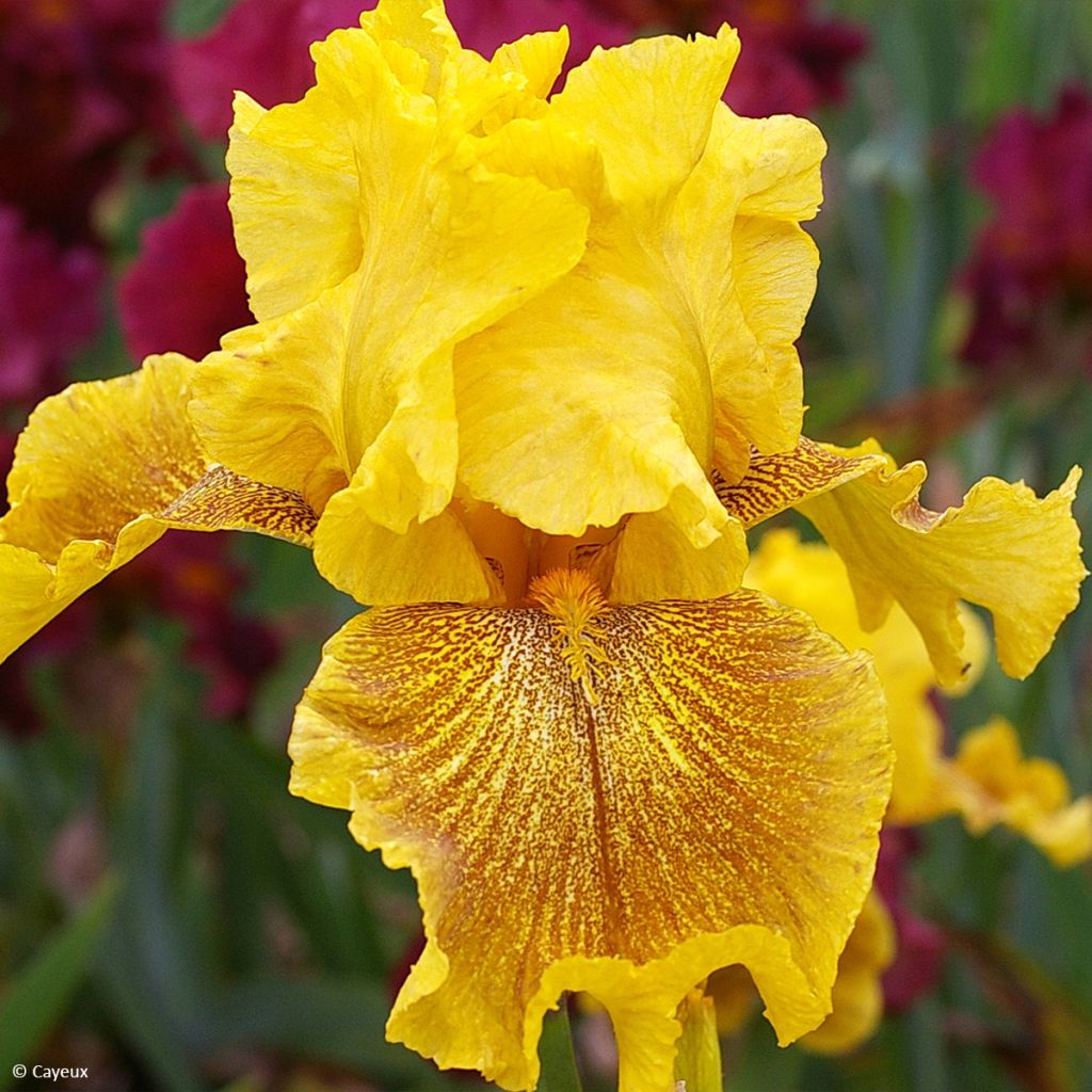 Iris germanica Rio de Oro - Iris des Jardins