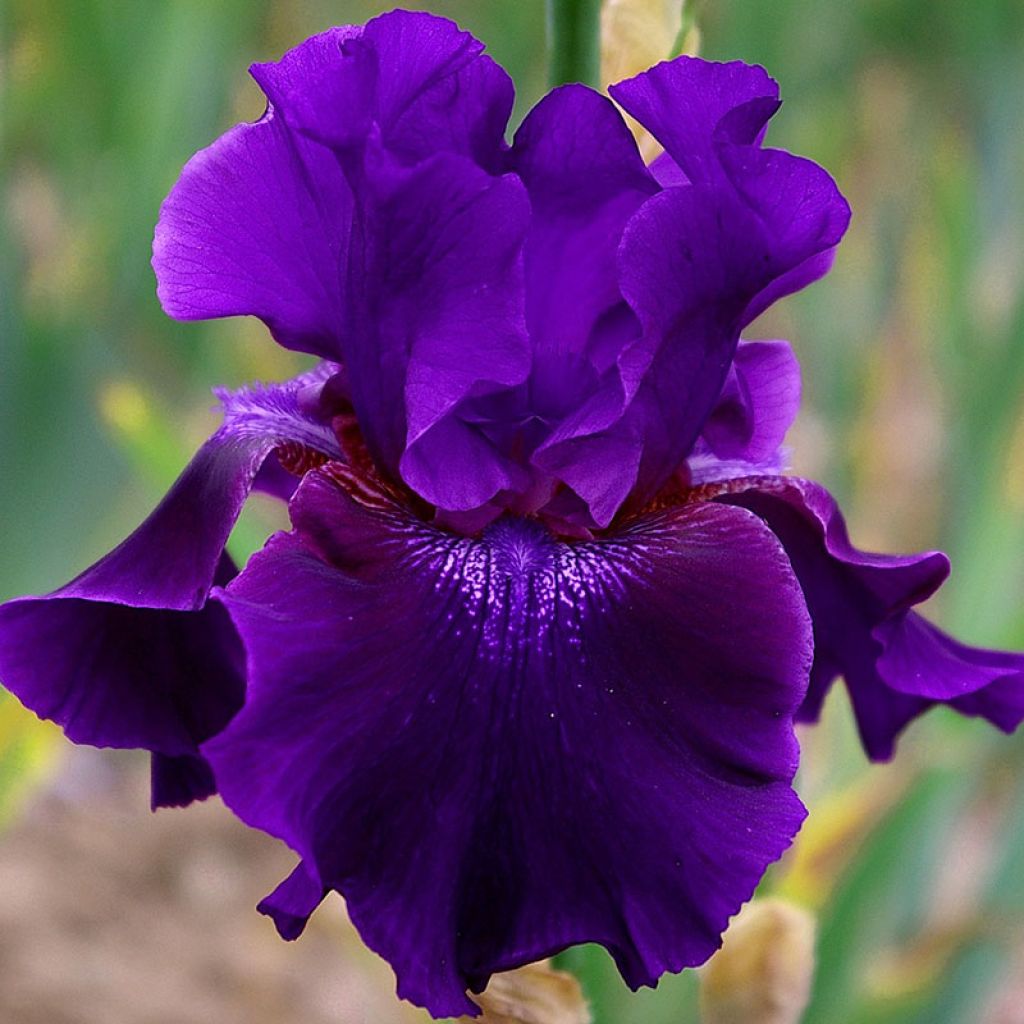 Iris germanica Rosalie Figge - Iris des Jardins