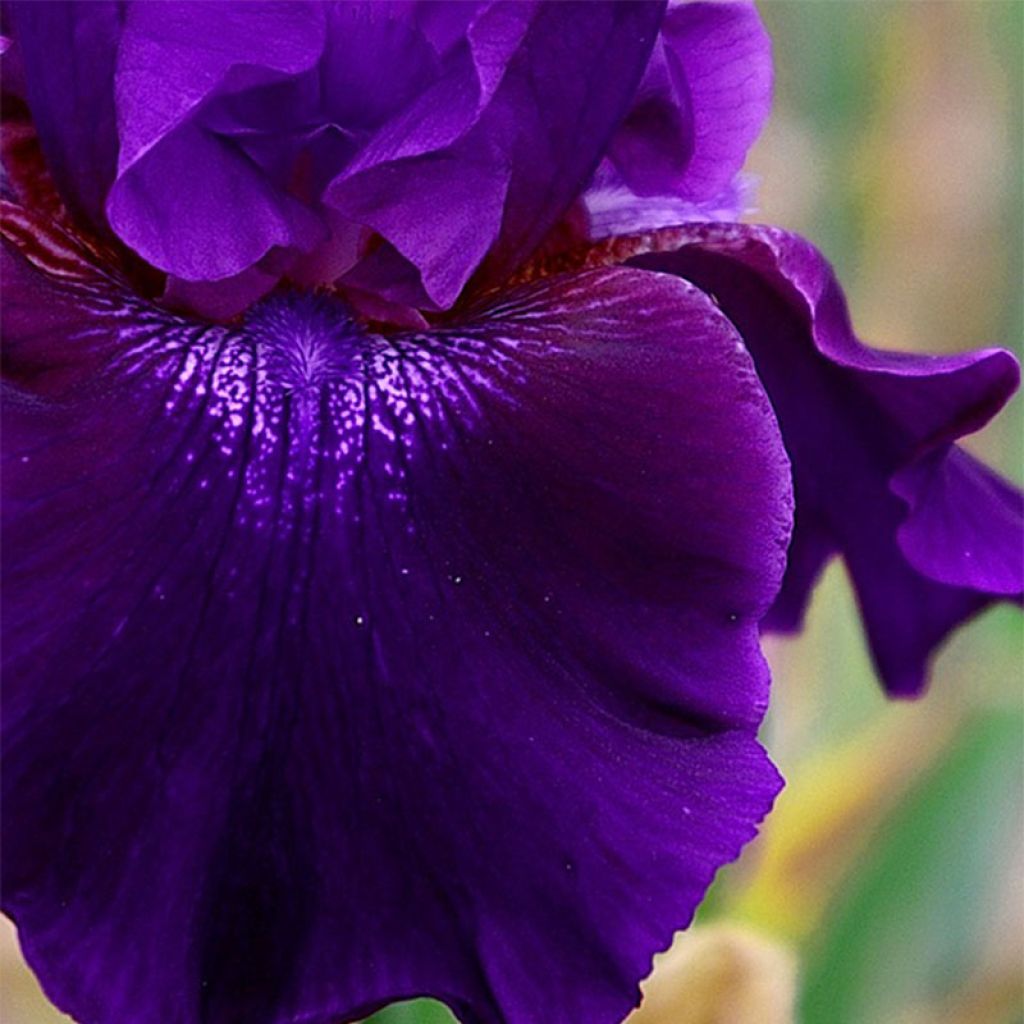 Iris germanica Rosalie Figge - Iris des Jardins