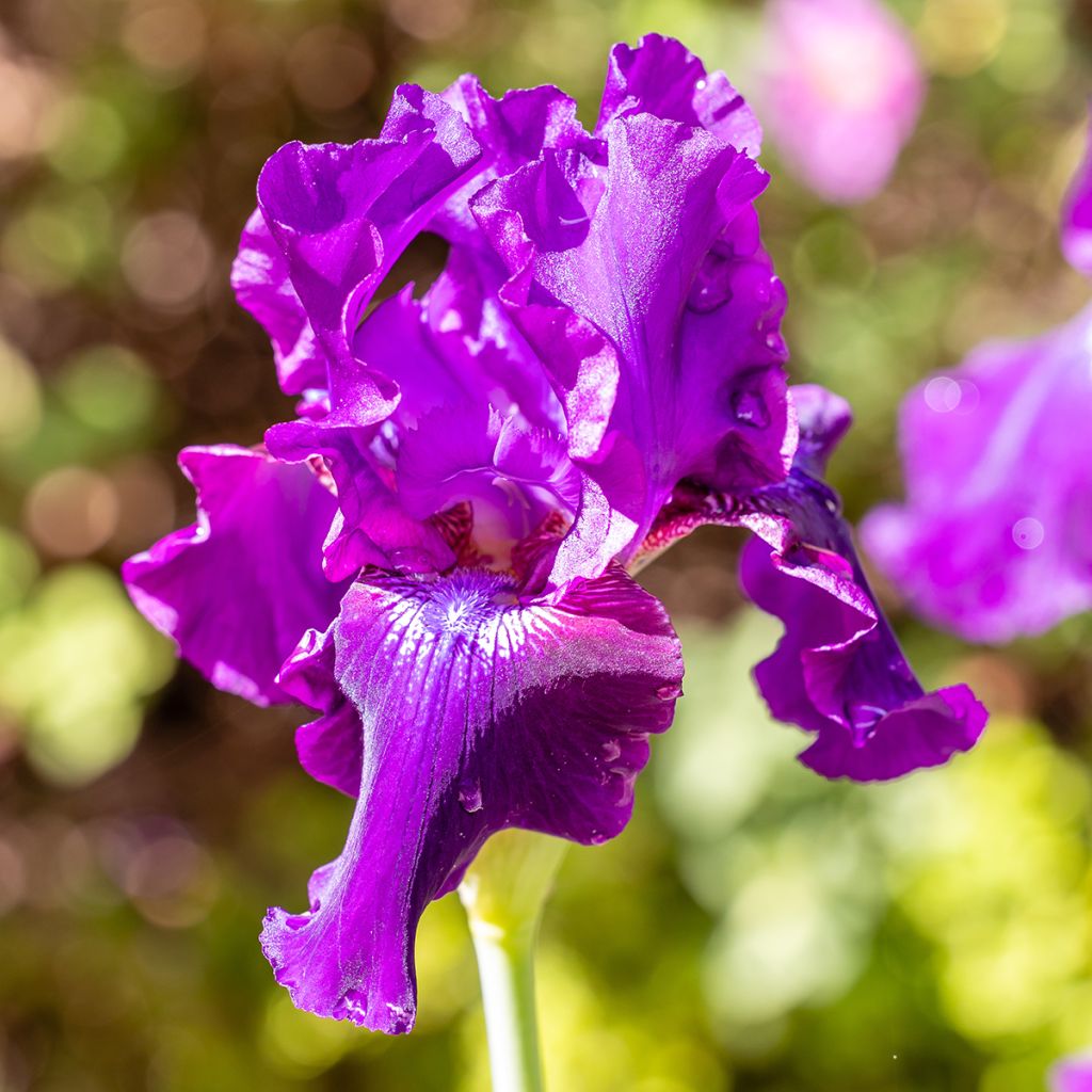 Iris germanica Rosalie Figge - Iris des Jardins