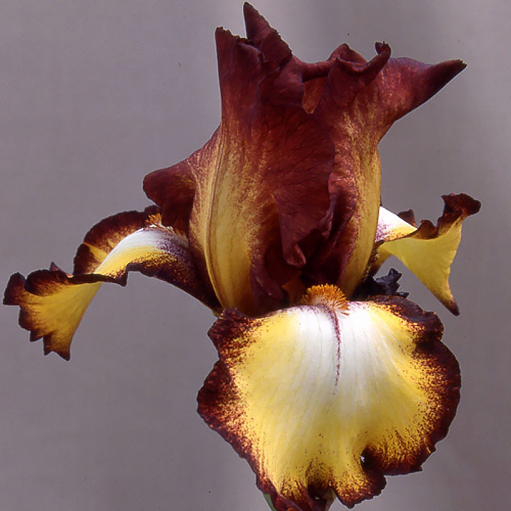 Iris germanica Showcase - Iris des Jardins 