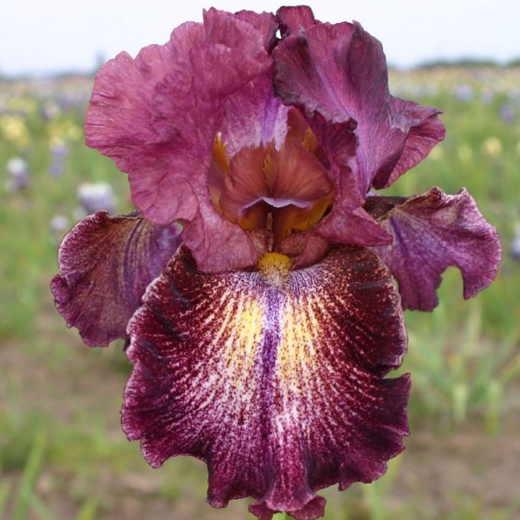 Iris germanica Sirop de Framboise - Iris des jardins