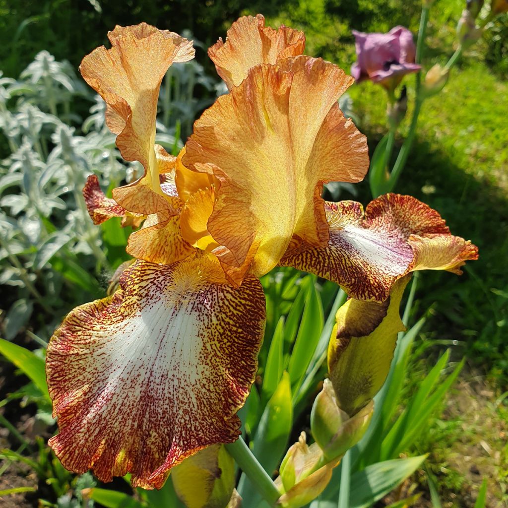 Iris germanica Siva Siva - Iris des Jardins