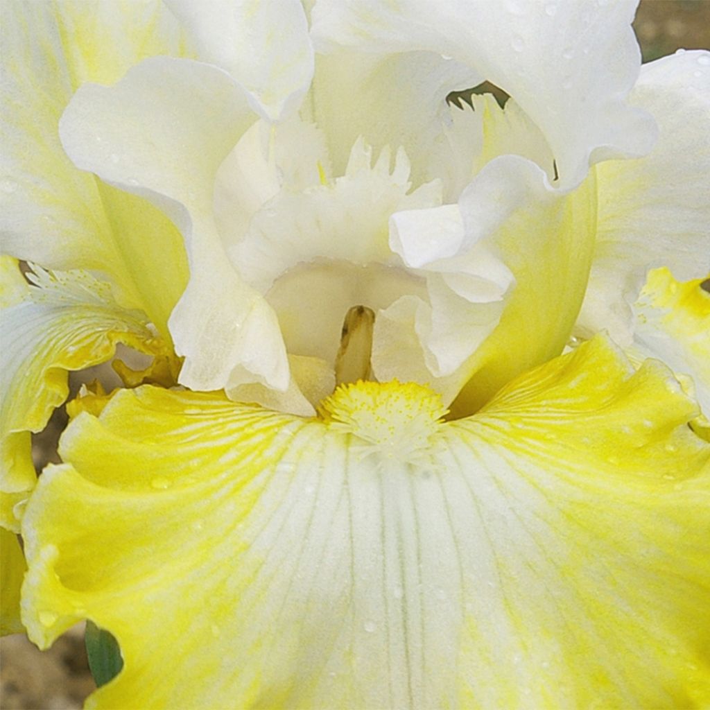 Iris germanica Smiling Faces - Iris des jardins