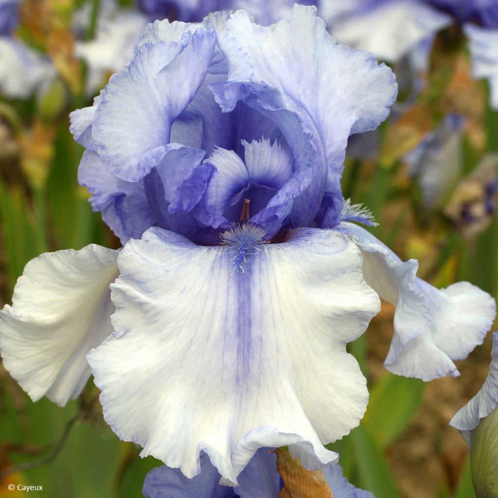 Iris germanica Sovereign Crown - Iris des Jardins