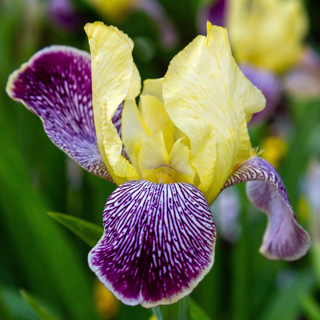 Iris germanica Stellata - Iris des jardins