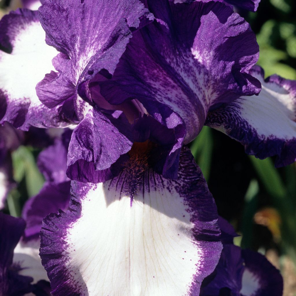 Iris germanica Stepping Out - Iris des Jardins 
