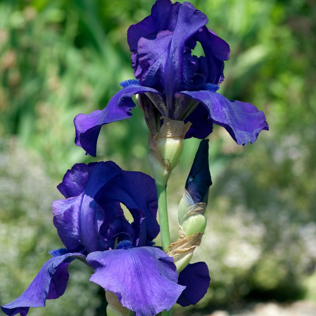 Iris germanica Storm Center - Iris des Jardins