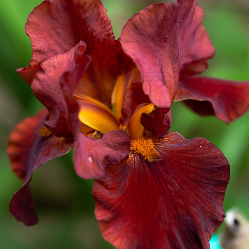 Iris germanica Sultan's Palace - Iris des Jardins