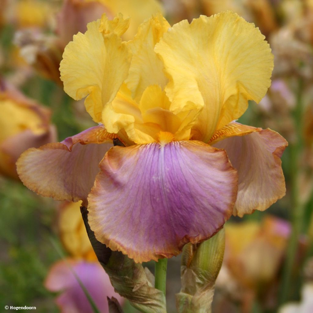 Iris germanica Sunset Sky - Iris des Jardins