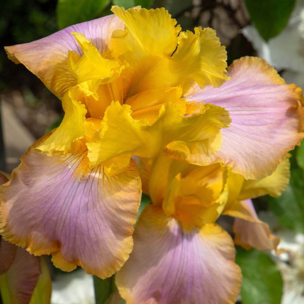 Iris germanica Sunset Sky - Iris des Jardins