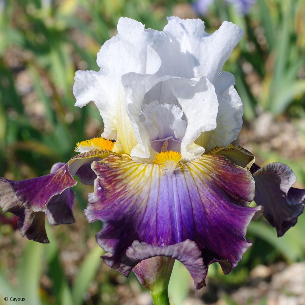 Iris germanica Surface Irisée - Iris des Jardins