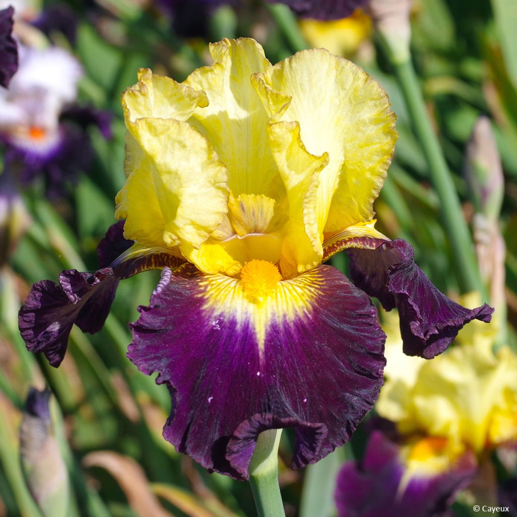 Iris germanica Tel Arlequin - Iris des Jardins