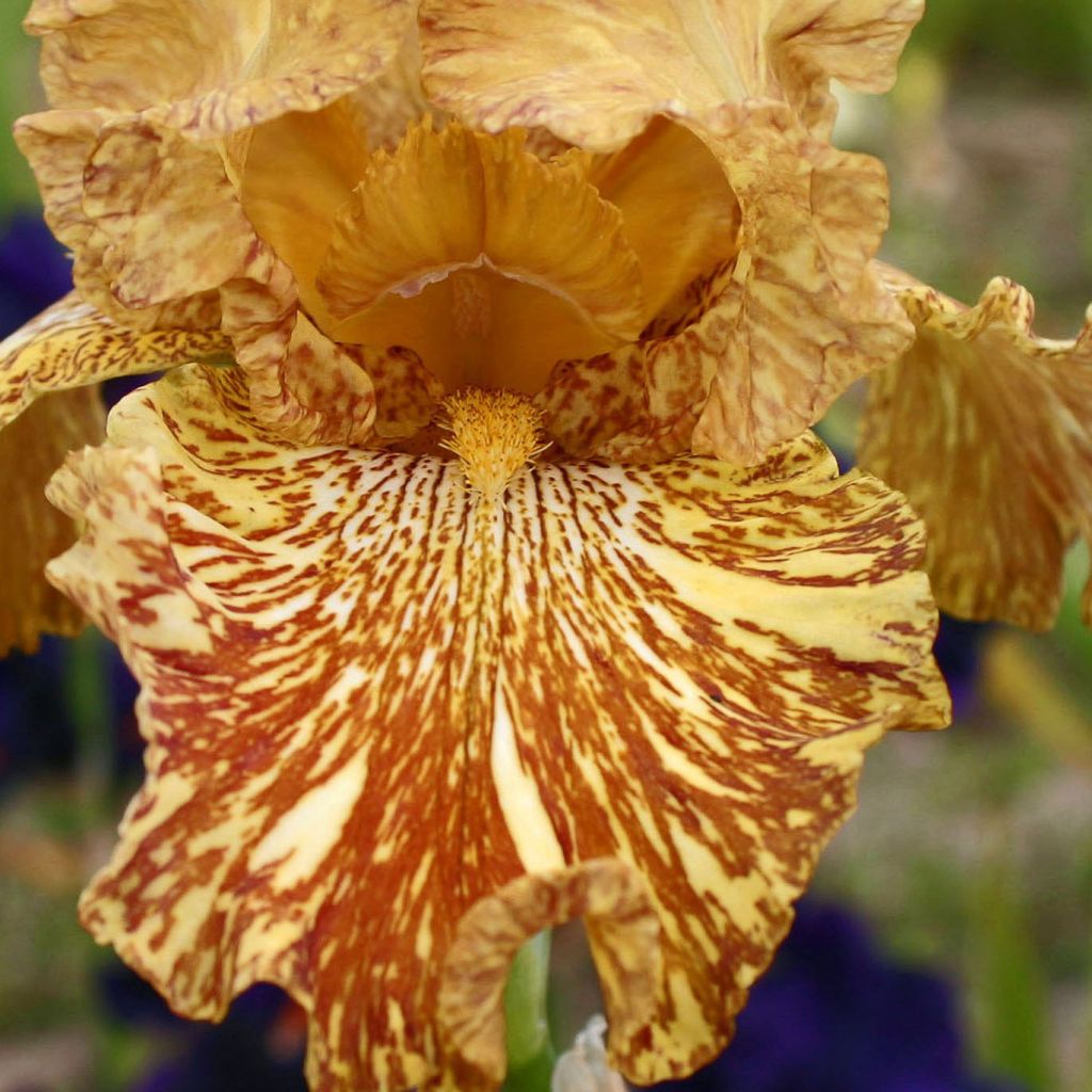 Iris germanica Tiger Honey - Iris des Jardins