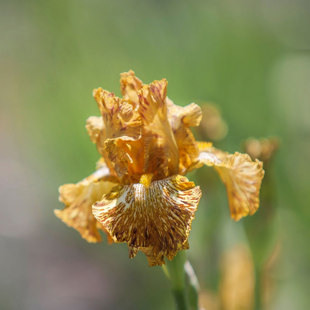 Iris germanica Tiger Honey