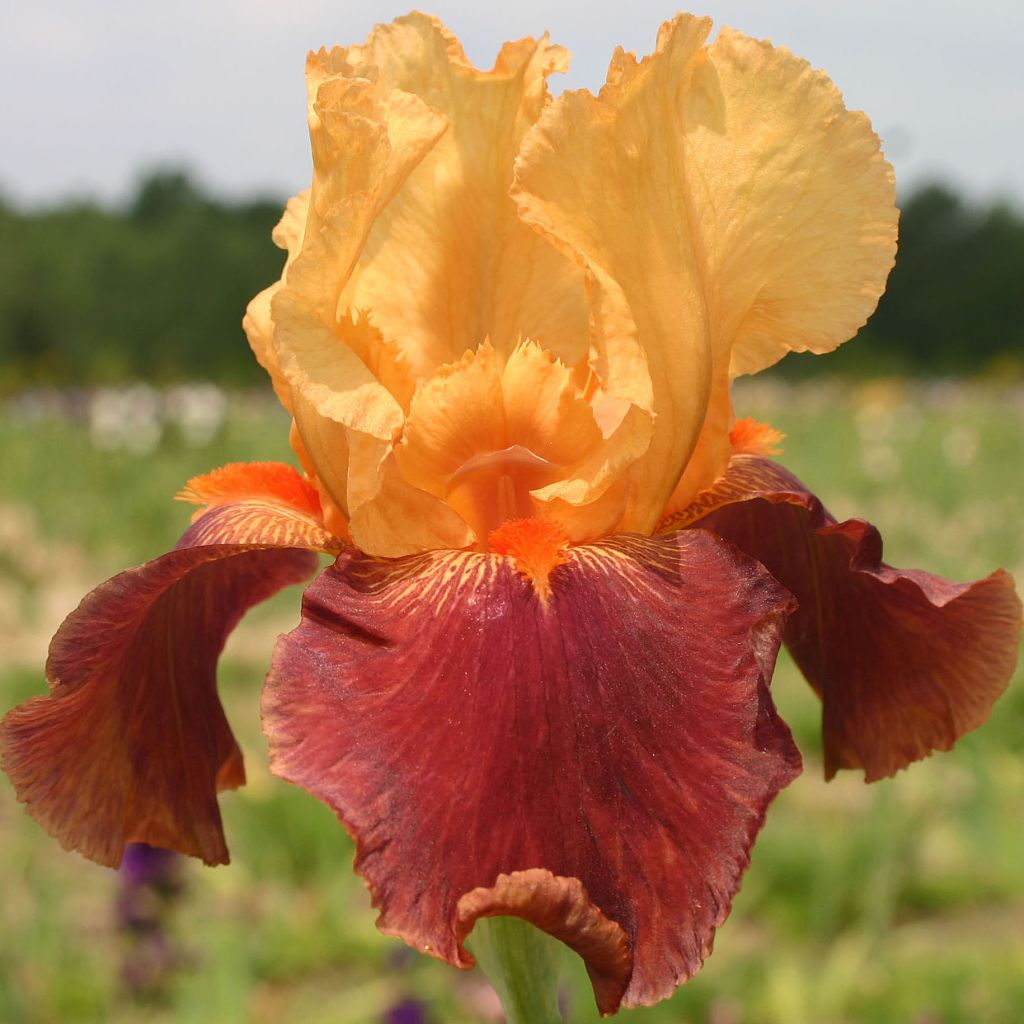 Iris germanica Torero - Iris des Jardins