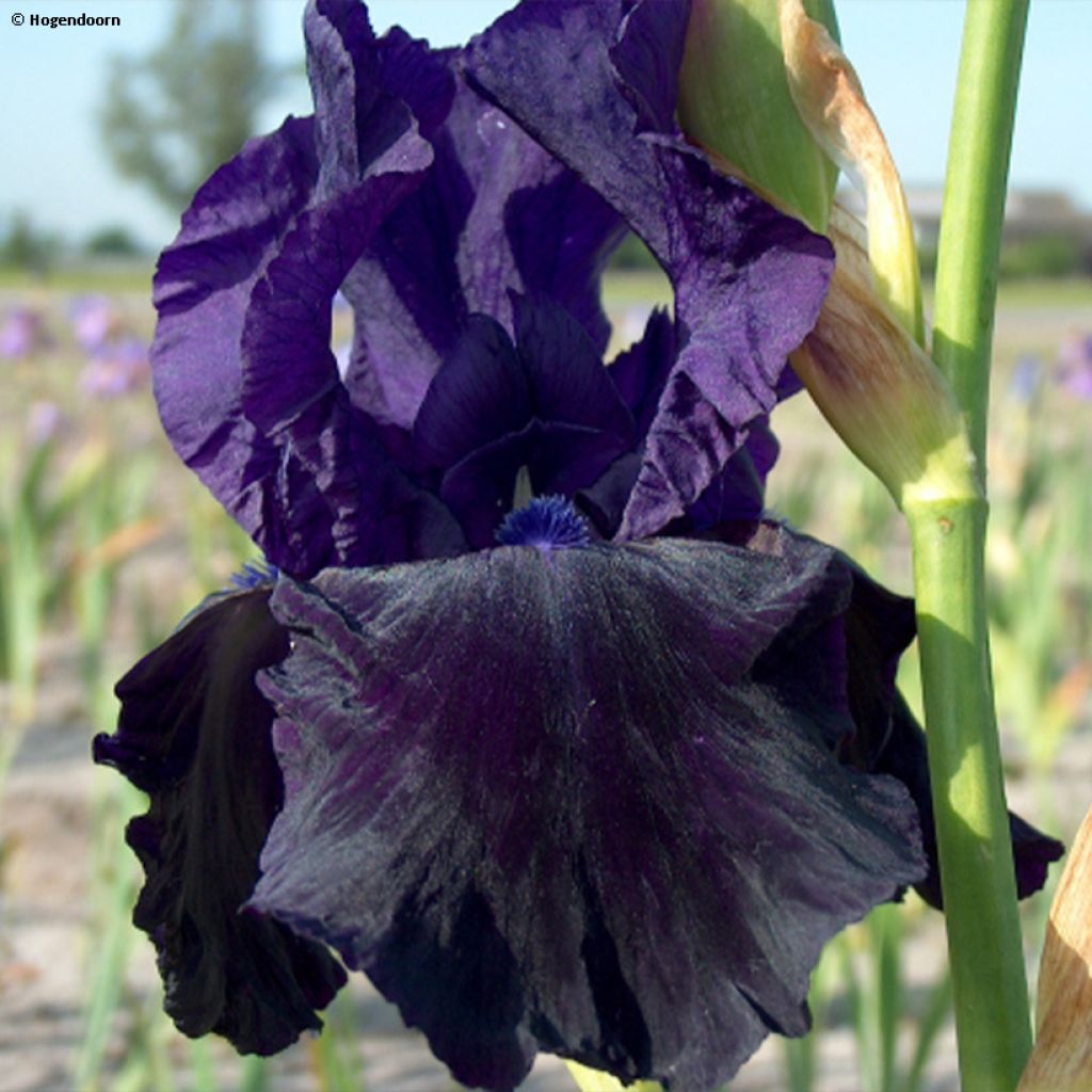 Iris germanica Tuxedo - Iris des Jardins