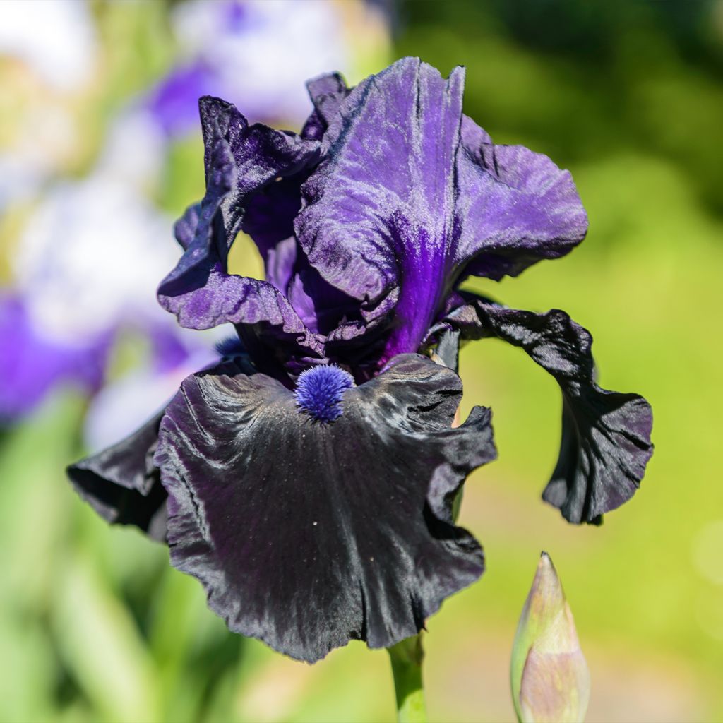 Iris germanica Tuxedo - Iris des Jardins