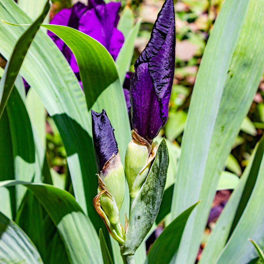 Iris germanica Tuxedo - Iris des Jardins