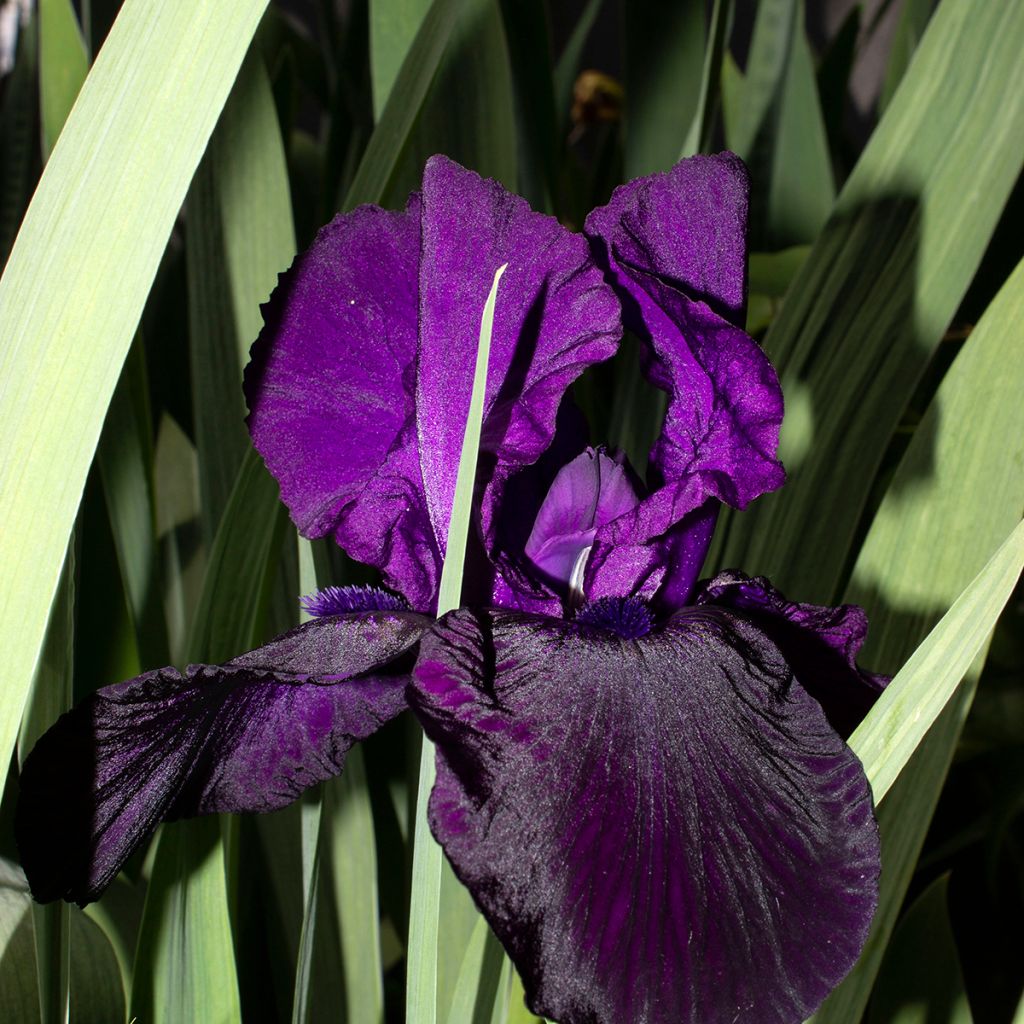 Iris germanica Tuxedo - Iris des Jardins