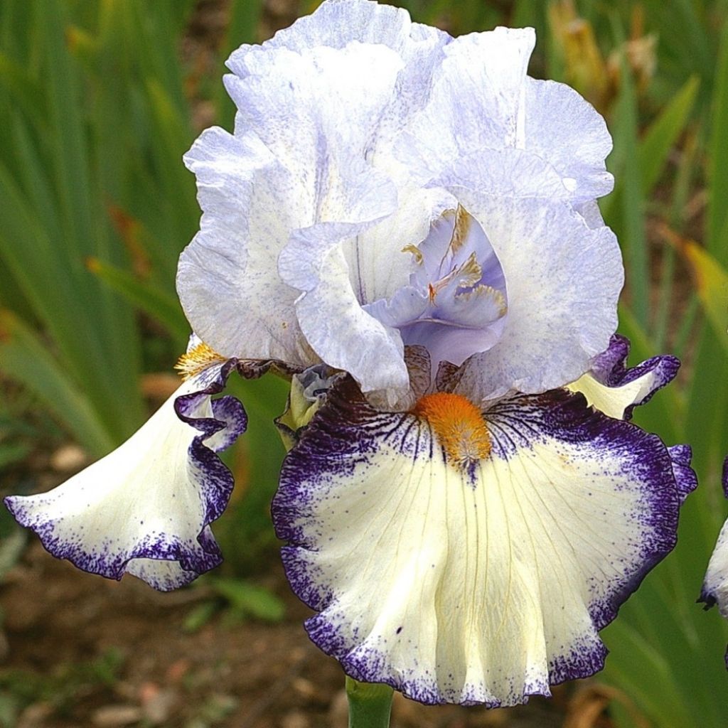 Iris germanica Urluberlu - Iris des Jardins