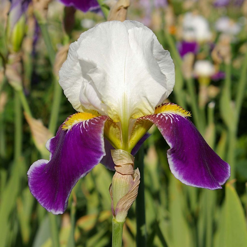 Iris germanica Wabash - Grand iris des jardins