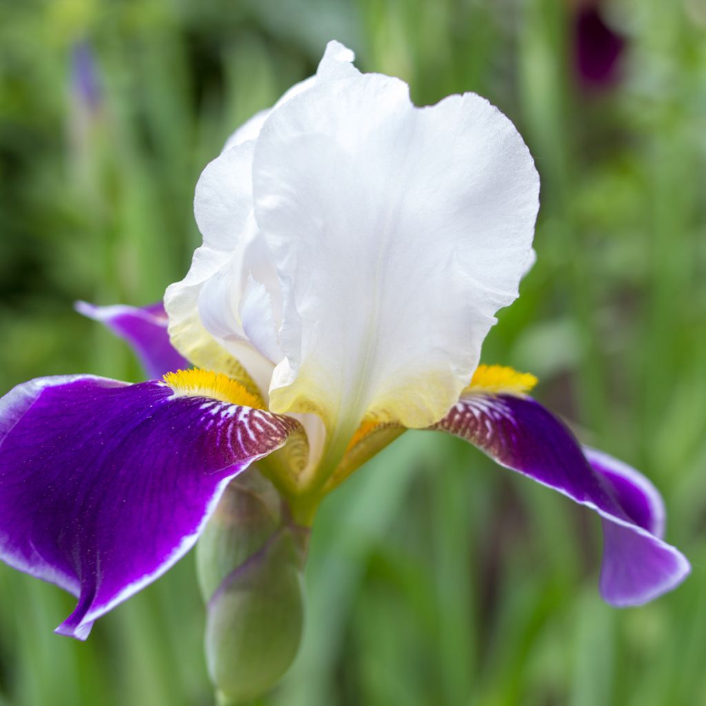 Iris germanica Wabash - Grand iris des jardins