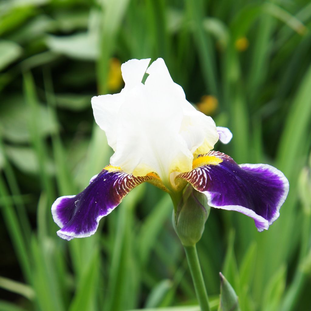 Iris germanica Wabash - Grand iris des jardins