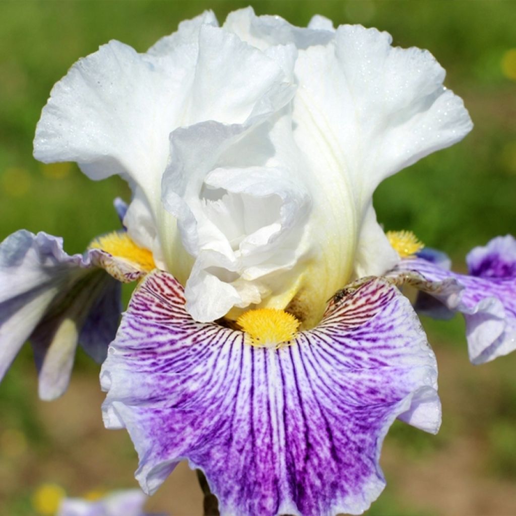 Iris germanica Palette De Peintre - Iris des Jardins blanc et violet clair