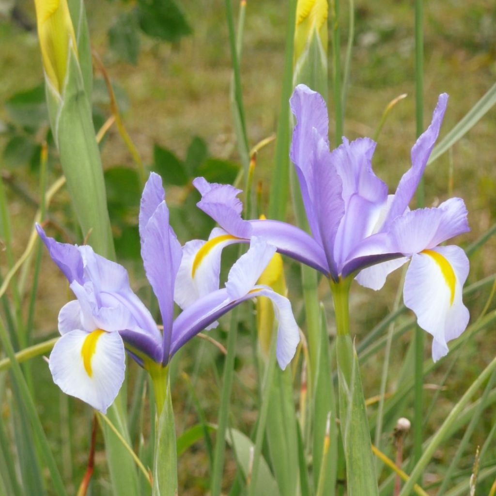 Iris de Hollande King Mauve - Iris hollandica