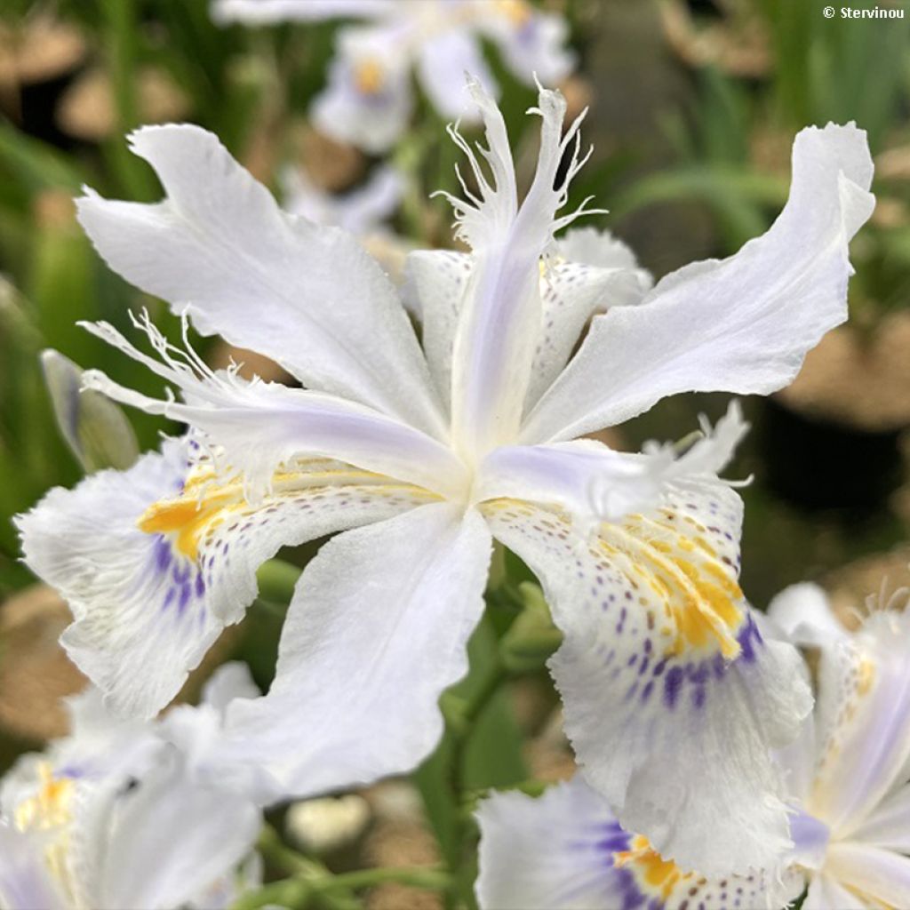 Iris japonica - Iris du Japon 