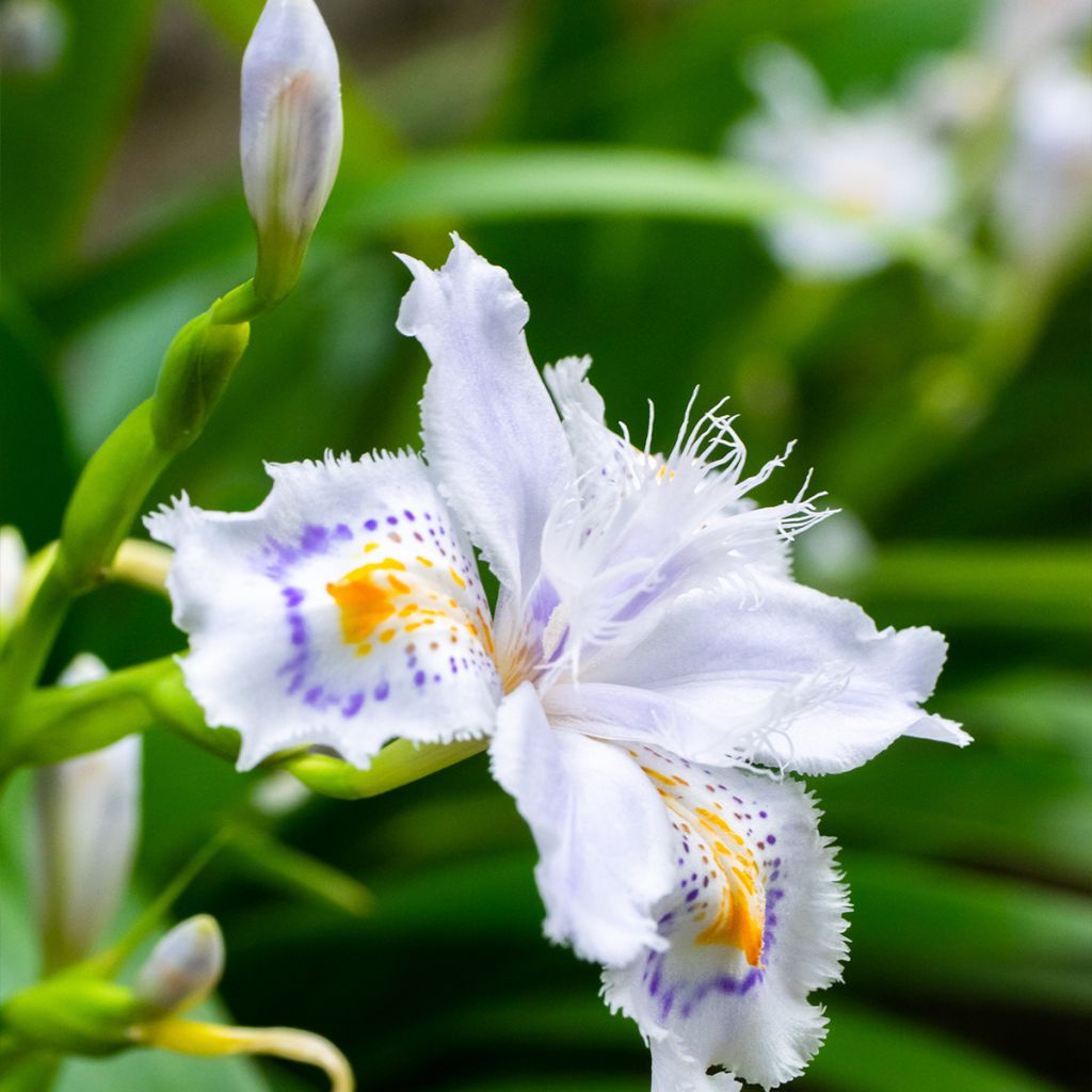 Iris japonica - Iris frangé, Iris dit du Japon 