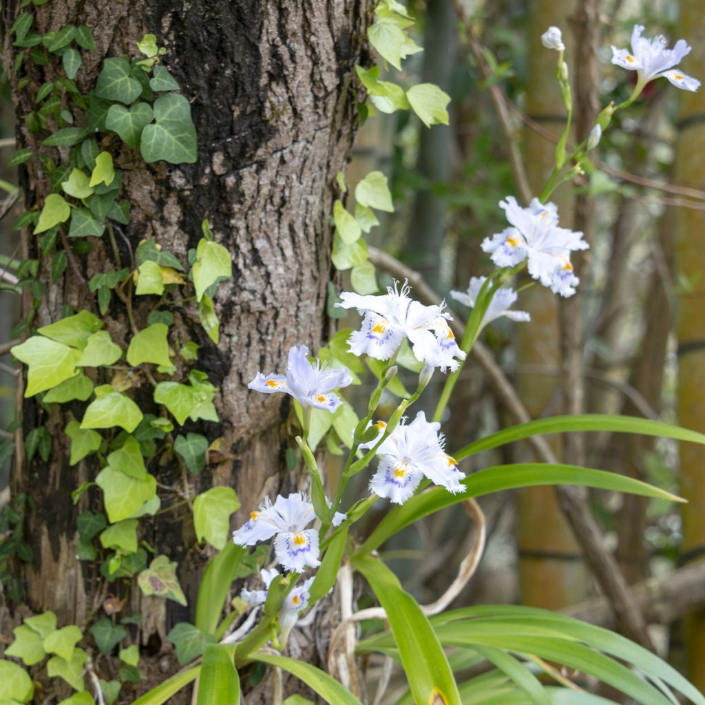 Iris japonica - Iris frangé, Iris dit du Japon 