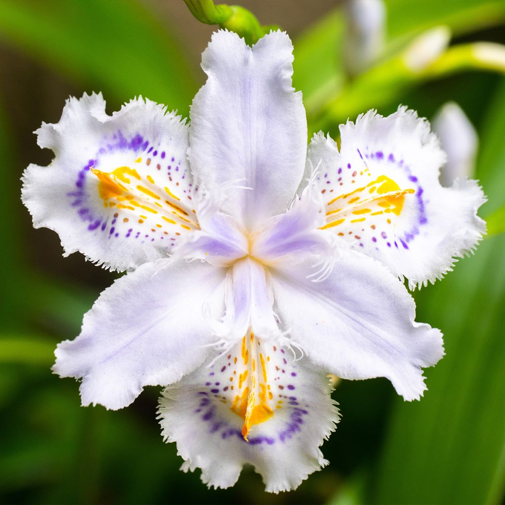 Iris du Japon : Iris Japonica variegata blanc, jaune & bleu - Tijardin