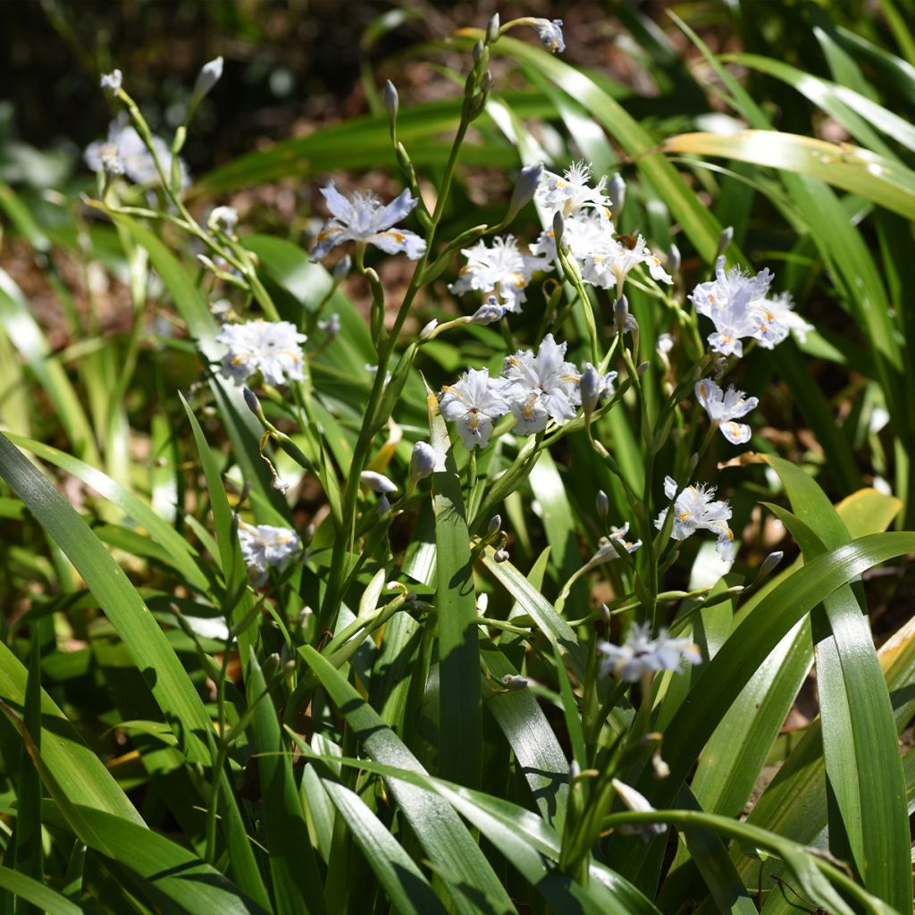 Iris japonica - Iris frangé, Iris dit du Japon 