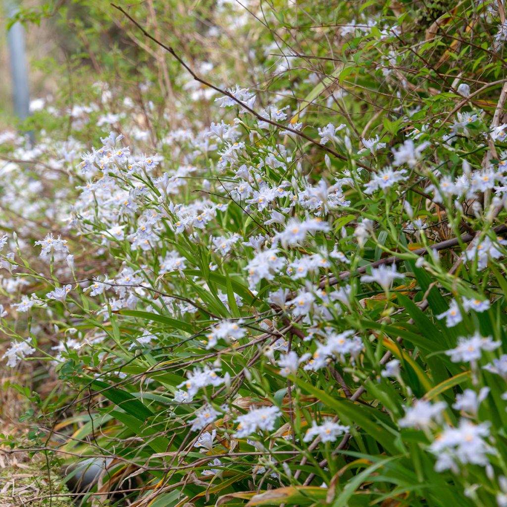 Iris japonica - Iris frangé, Iris dit du Japon 