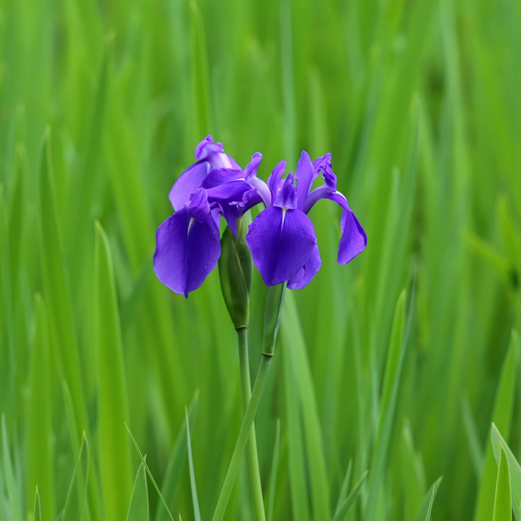Iris laevigata - Iris d'eau japonais