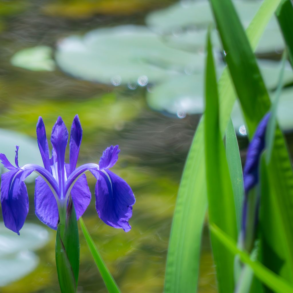 Iris laevigata - Iris d'eau japonais