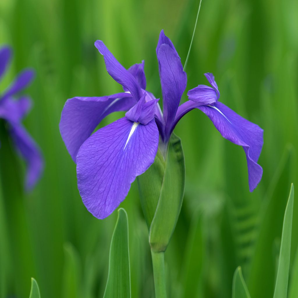 Iris laevigata - Iris d'eau japonais