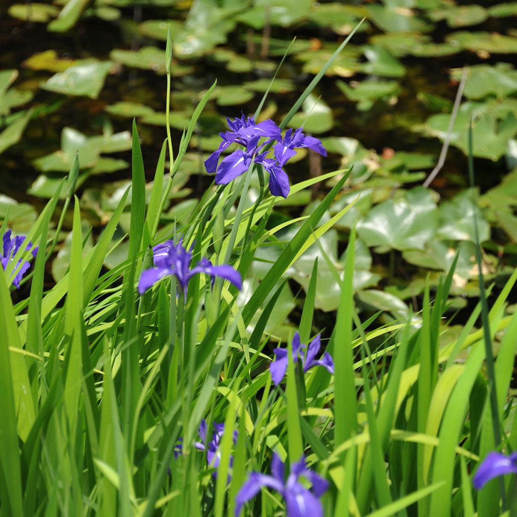 Iris laevigata - Iris d'eau japonais