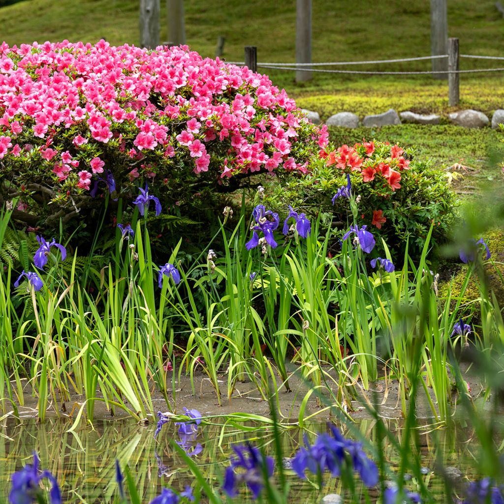 Iris laevigata - Iris d'eau japonais