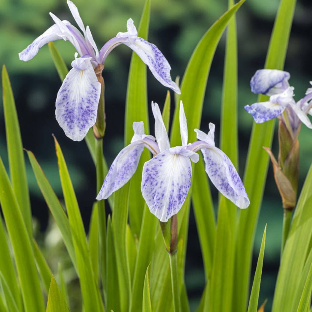 Iris laevigata Mottled Beauty - Iris d'eau japonais